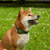 Collar de cuero Tiny Air Collar para cachorros, perros pequeños y medianos