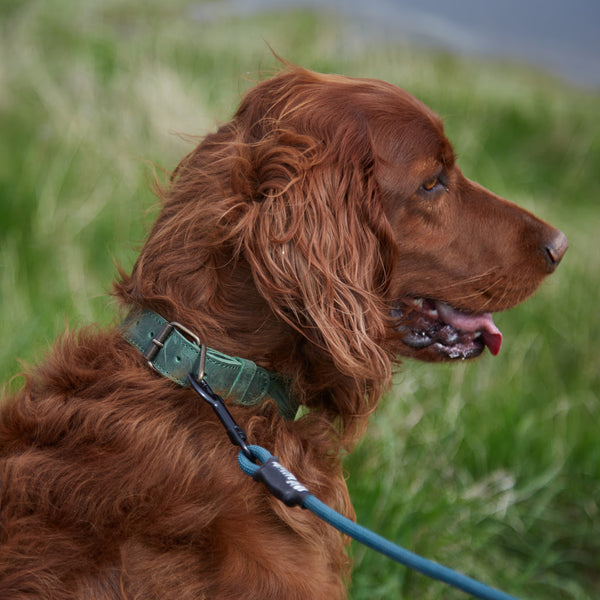 Skórzana obroża Air Collar dla średnich ras psów z uchwytem AirTag