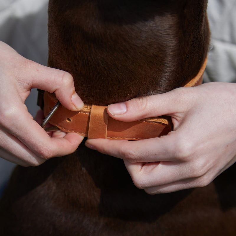 Collier pour chien en cuir Air Collar pour races moyennes avec support AirTag